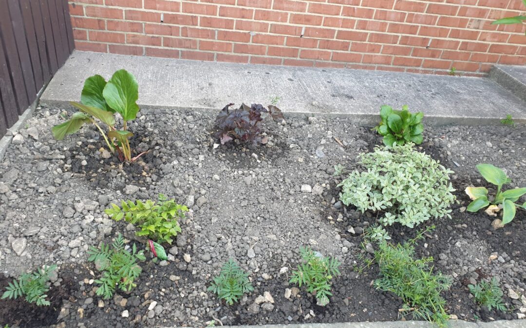 Gardening at Harry Mears House